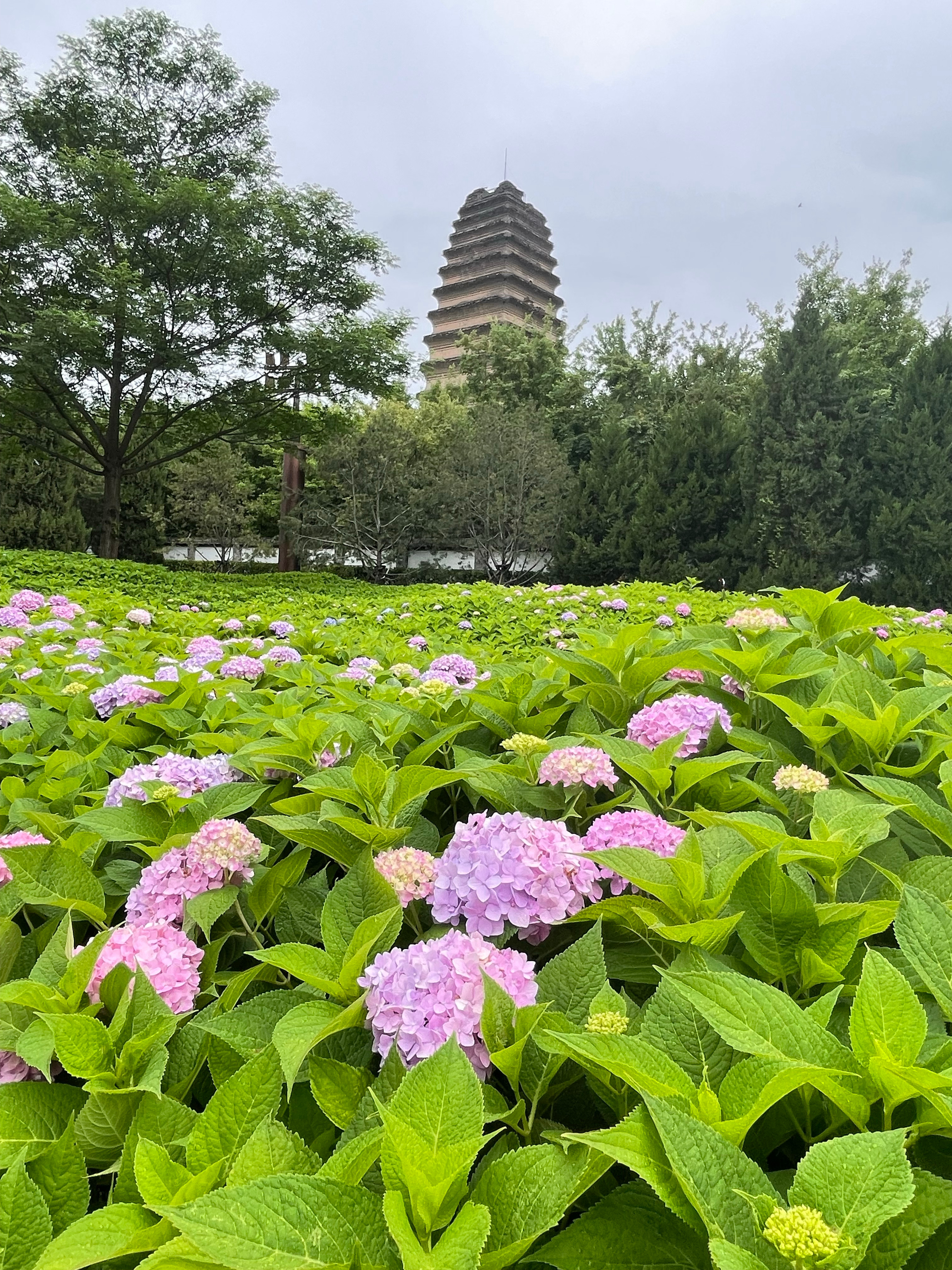 小雁塔下的绣球花盛开——最新观察与赏析