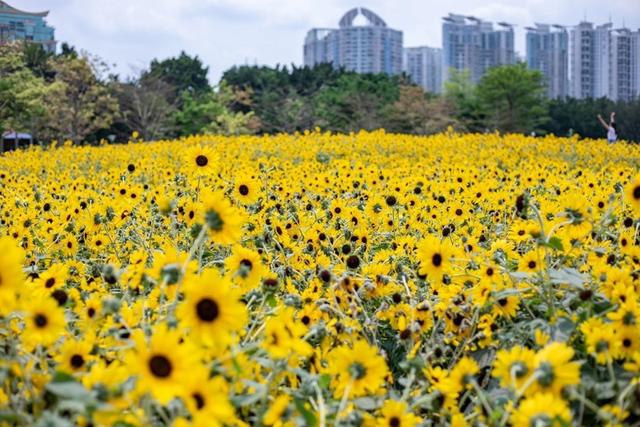 广州向日葵花海最新绽放，绚烂如诗